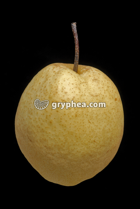 Poire Nashi - gryphea.com